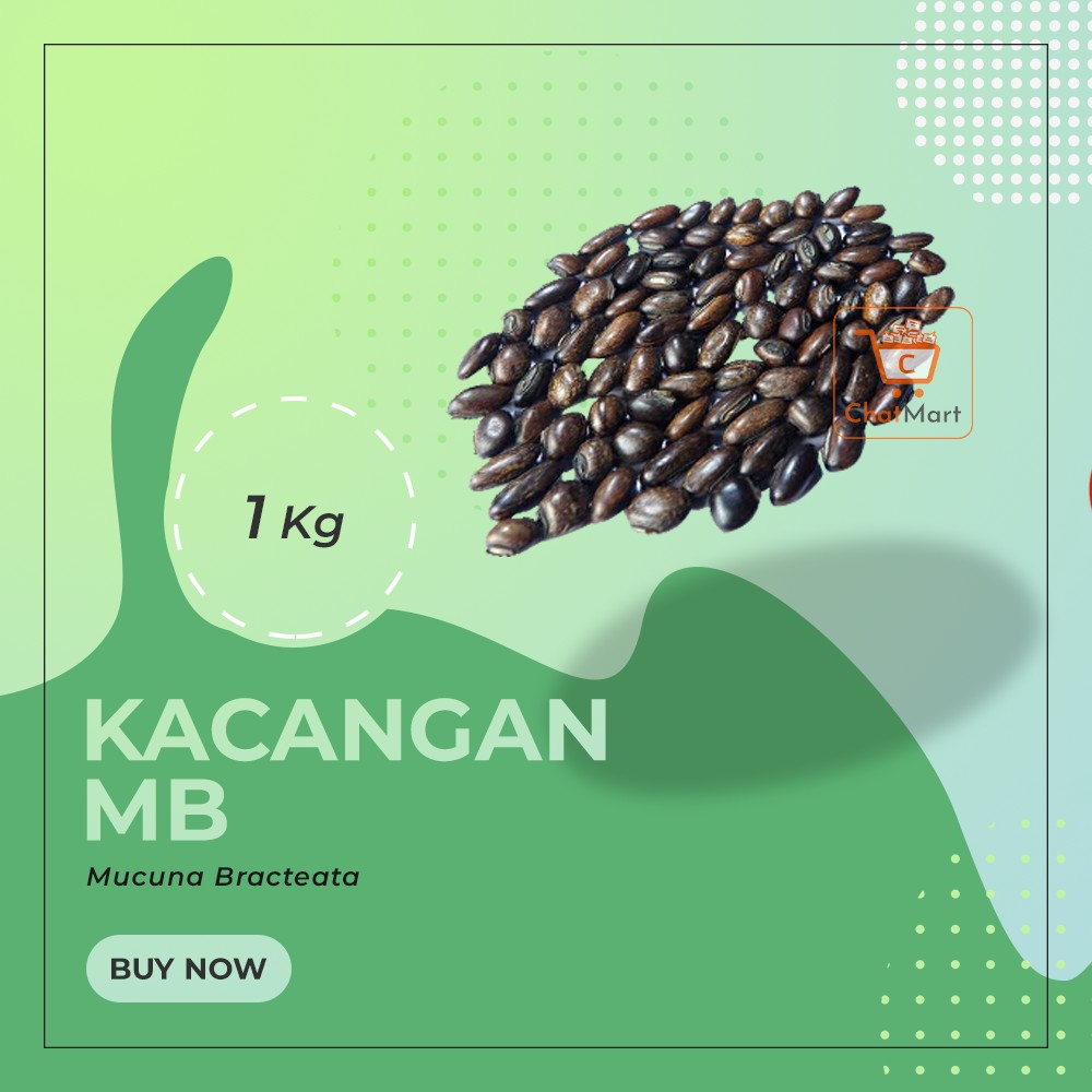 

Kacangan Mucuna Bracteata (MB) 1 Kg