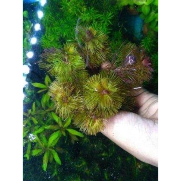 Cabomba merah cabomba red tanaman aquascape