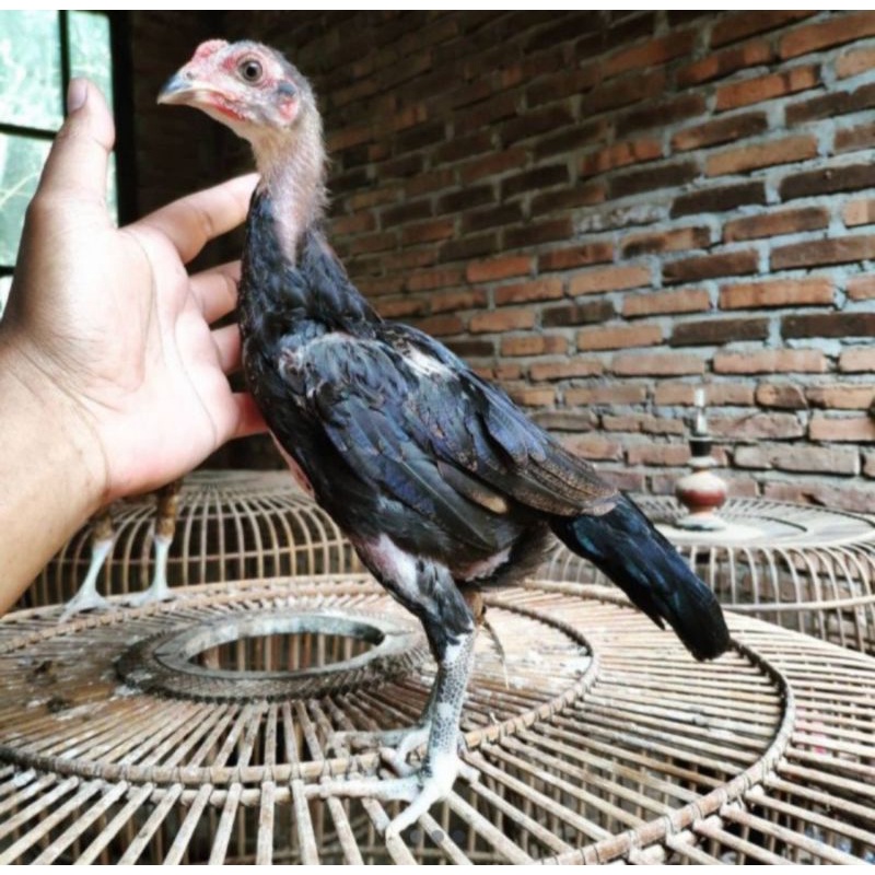 Jual Ayam Kampung Betina Usia 3 Bulan Beli 2 Ekor Gratis Pur Ayam 1