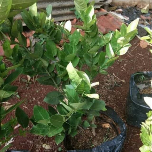 Pohon jeruk lemon lokal bibit tanaman pohon jeruk lemon lokal
