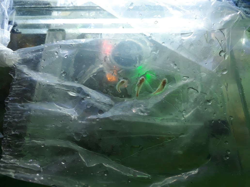 Glowlight Tetra Neon Api