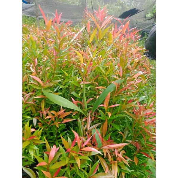 BIBIT BUNGA HIAS PUCUK MERAH SUPER MURAH bibit pucuk merah