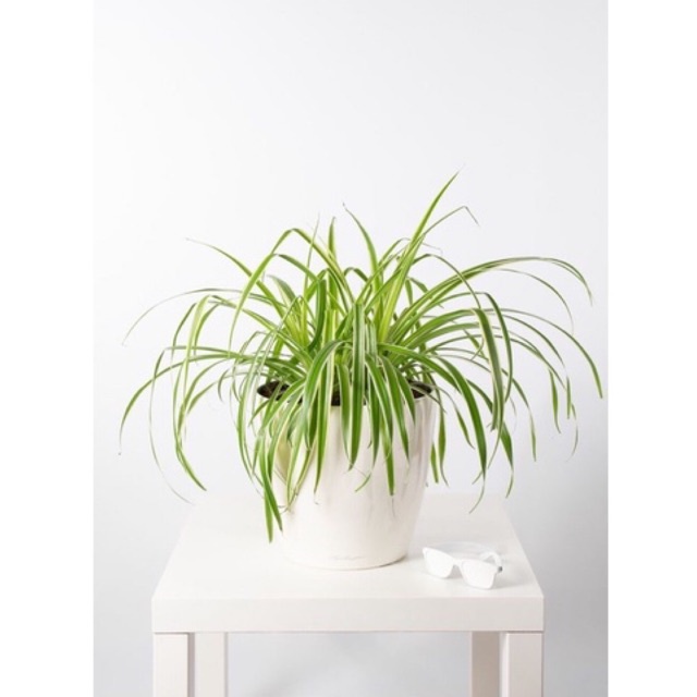 tanaman lili paris pohon lili paris tanaman umbi umbian / SPIDER PLANT( Tanaman hias hidup indoor mu