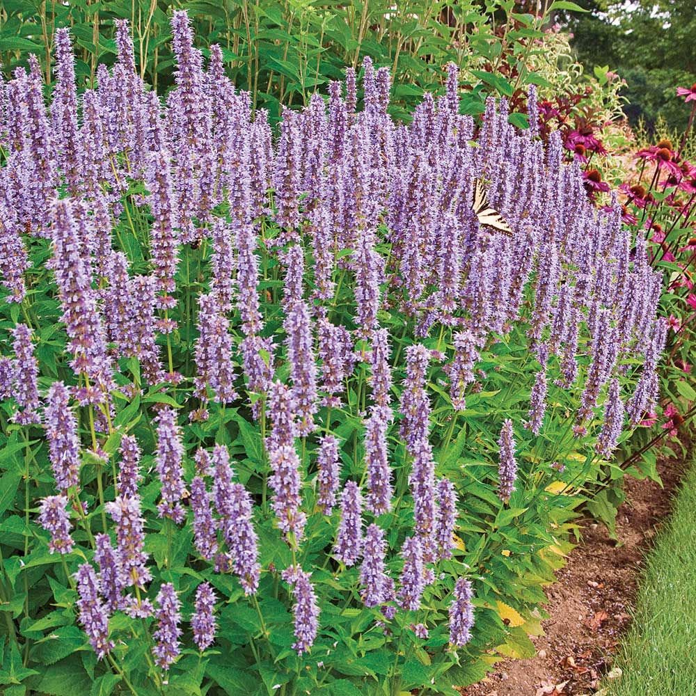 Benih Bibit Biji - Bunga Lavender Hyssop Flower Seeds - IMPORT