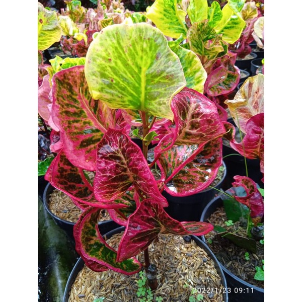 tanaman hias bunga puring koleksi langka apel clara