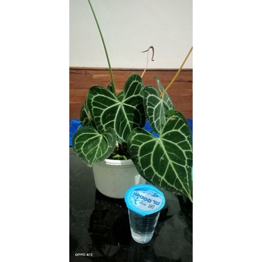 kuping gajah tarantula