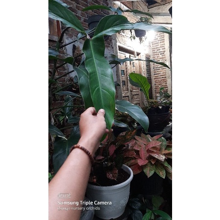 philo mexicanum super jumbo 10 daun besar tinggi 1 meter bonus SIRIH GADING jumbo