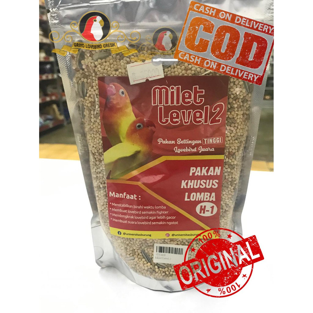 Milet Level 2 Lovebird Untulan Lovebird Konslet Pakan Viral Terbaik
