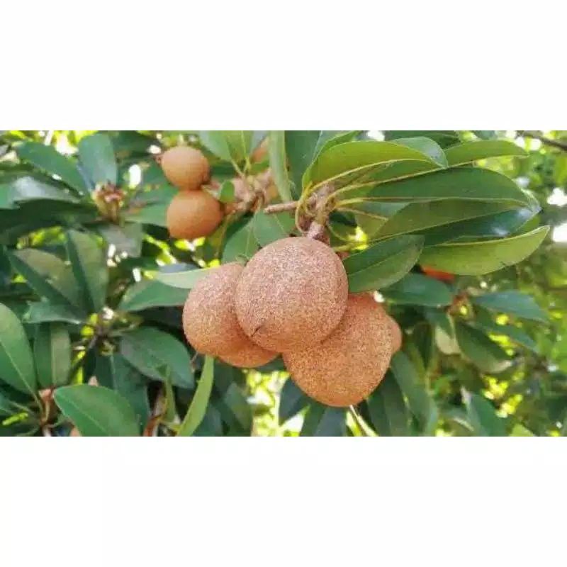 

Buah Sawo Muda Segar Petik Dadakan Paket 500 gram