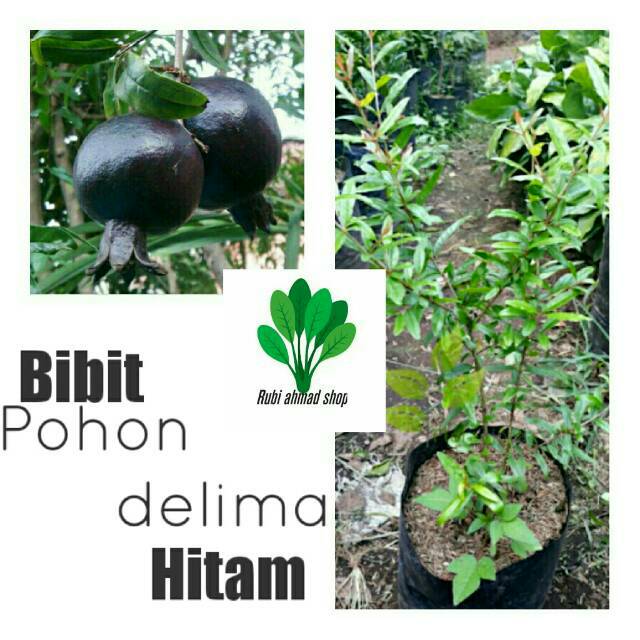 Bibit delima hitam/bibit pohon delima hitam
