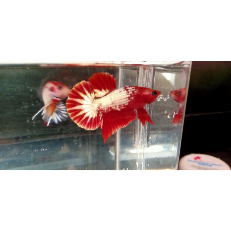 Cupang FCCP READ HEAD TOP GRADE (Indukan Asli Vietnam)