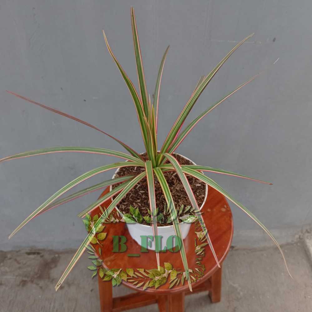 Dracena tricolor merah -TANAMAN HIDUP