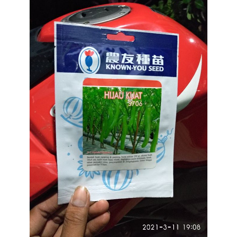 Benih terong Hijau kuat