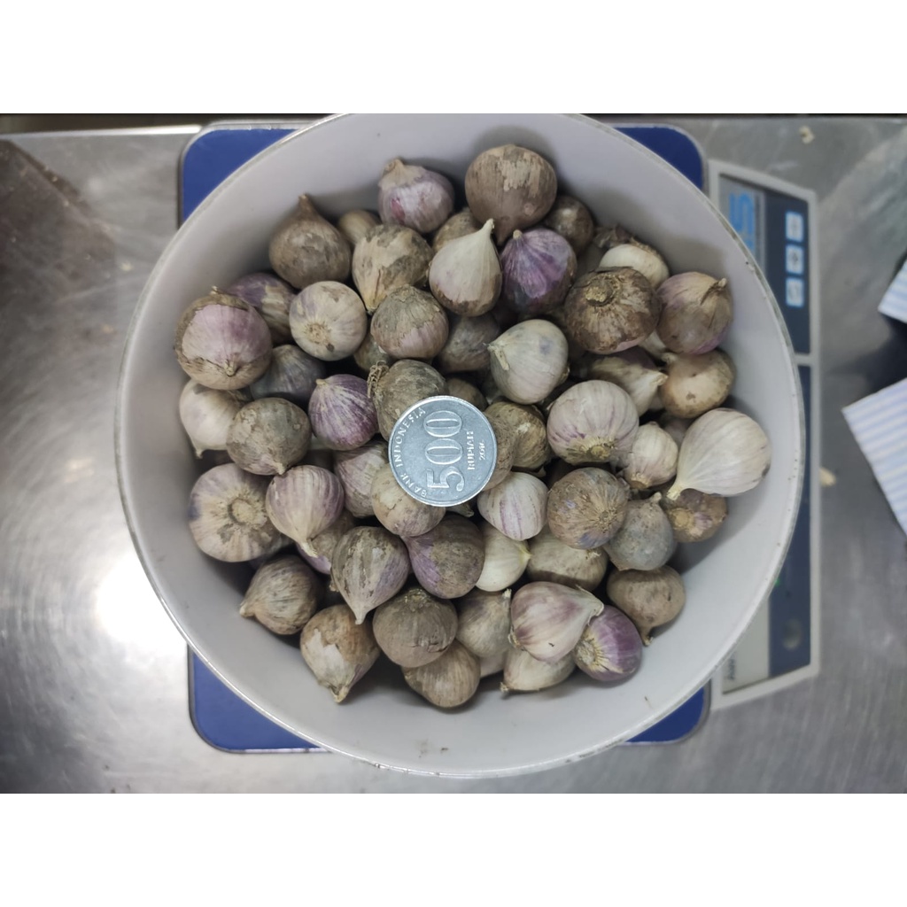 Bawang Putih Tunggal Lanang Besar 1KG