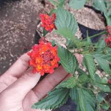 Bunga Hidup Tanaman Hias Lantana Merah Hiasan Taman - BAKUL KEMBANG