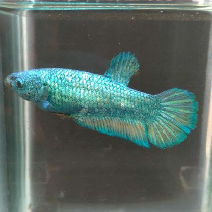 ikan cupang giant female betina green