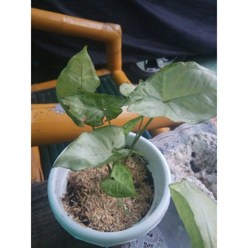 CALADIUM WHITE -  KELADI HUTAN - KELADI MURAH - KELADI PUTIH - KELADI PUTIH POLOS