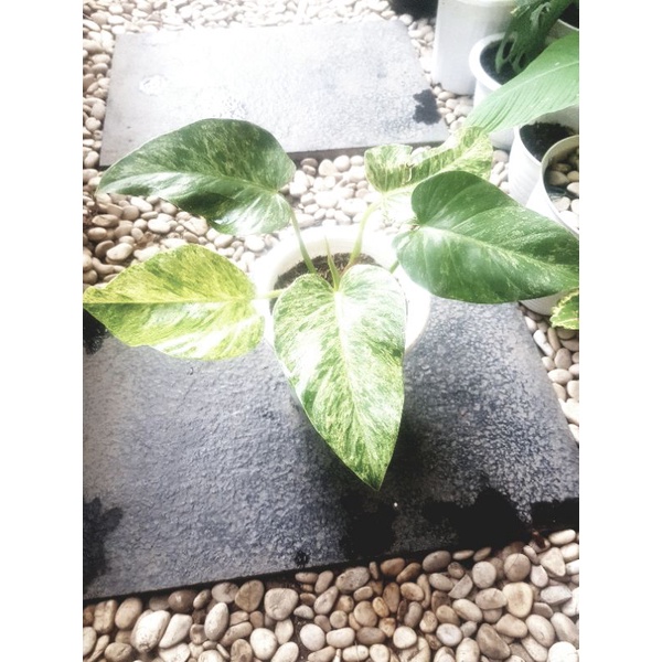 PHILODENDRON GIGANTIUM VARIGATA MARBLE