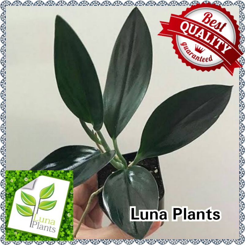 Tanaman hias scindapsus treubii dak form / scindapsus black - scindapsus treubii dark