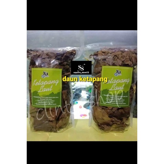 

daun ketapang laut saputra_store13