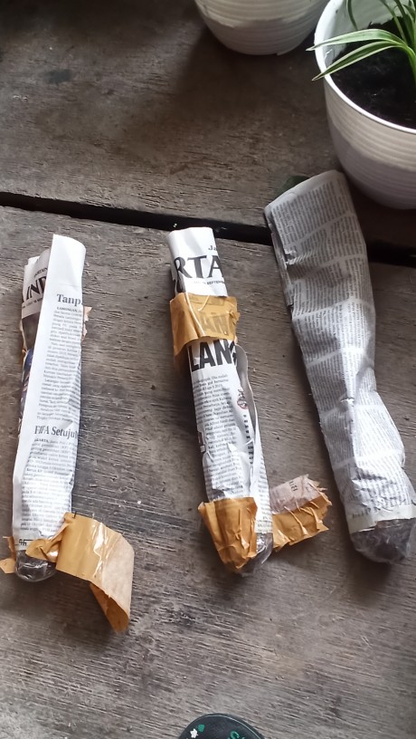 Alocasia Green Shield ( Cylpeolata )