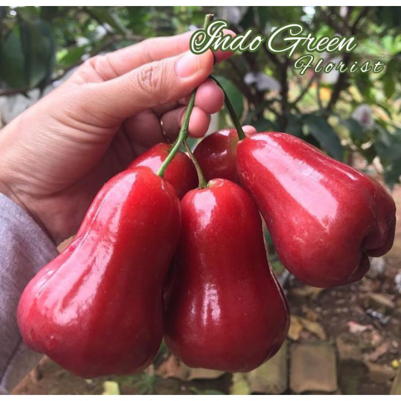 Bibit Jambu Air Cincalo Merah/Tanaman Jambu Air Manis/Import/Jambu Air Merah/jumbo/cincaloBenihBibit