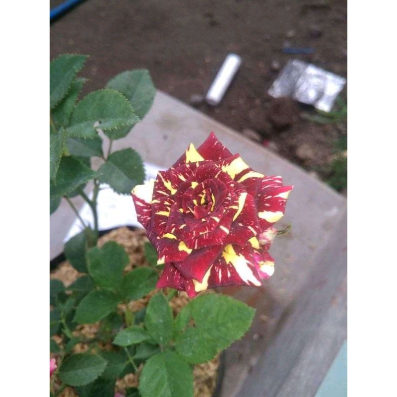 bunga mawar/bibit bunga mawar varian