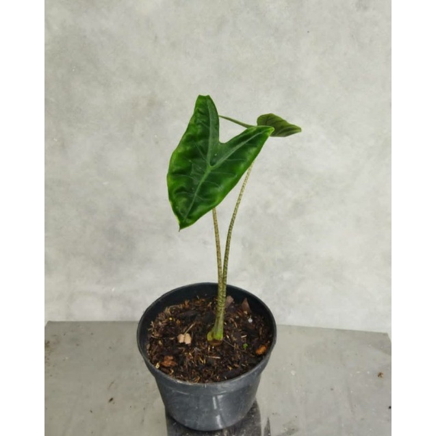 Alocasia zebrina