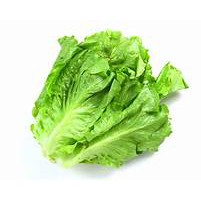 Romaine Lettuce 500gr/pack