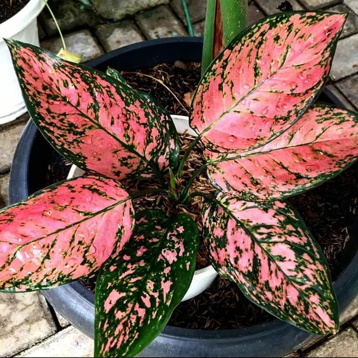 Tanaman Hias Aglonema Lady Valentine Aglonema Lady Valentine Bunga Aglaonema Shopee Indonesia