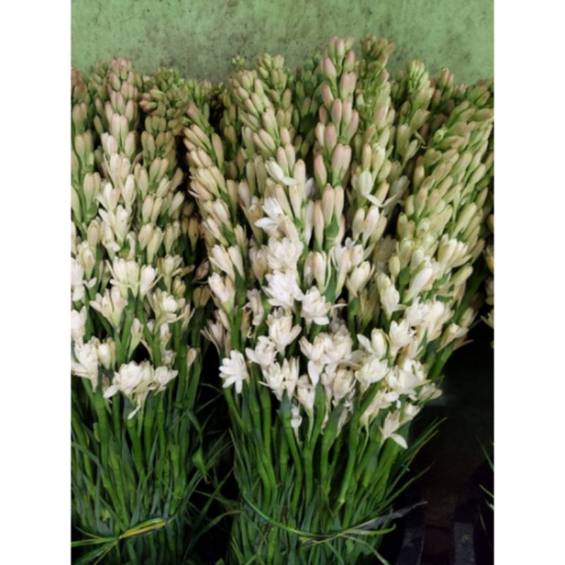 bunga sedap malam segar per 10 tangkai