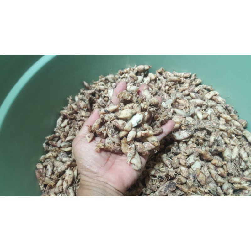 Jual Baby cumi 1kg | Shopee Indonesia