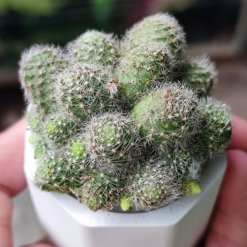 Kaktus Rebutia Pulvinosa