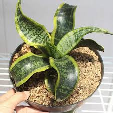 sansivera twister/lidah mertua twister