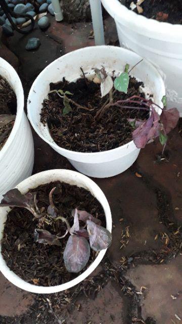 Tanaman Hias Gantung Episcia Beludru Merah