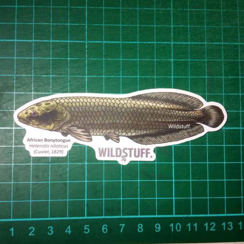 Sticker Wildstuff Arowana Nil Heterotis niloticus African Bonytongue