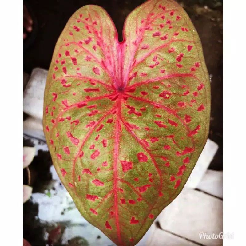 caladium leopard / caladium red leopard / caladium hybrid / caladium import