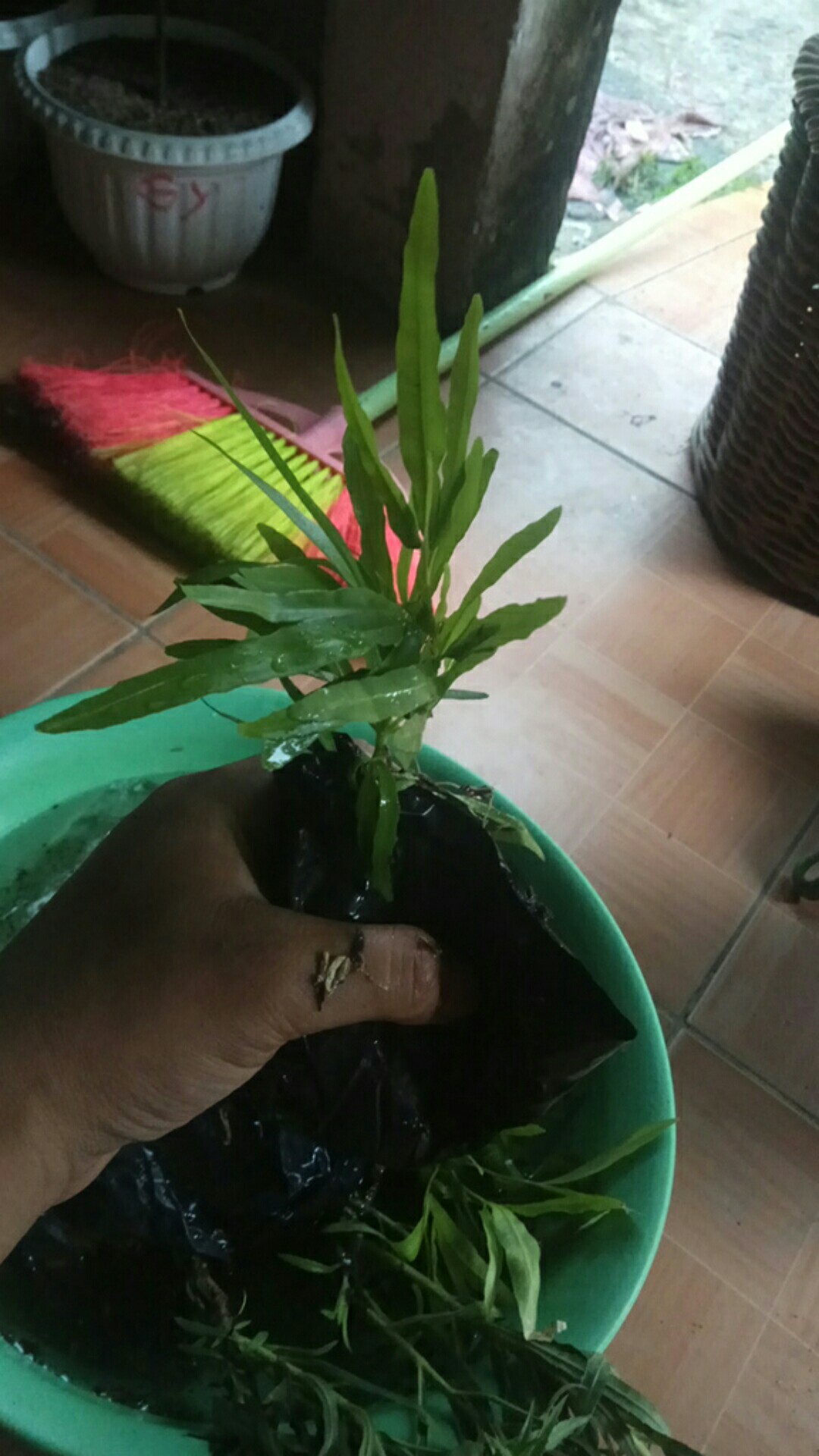 Tanaman Hias Zodia - Tanaman Anti Nyamuk