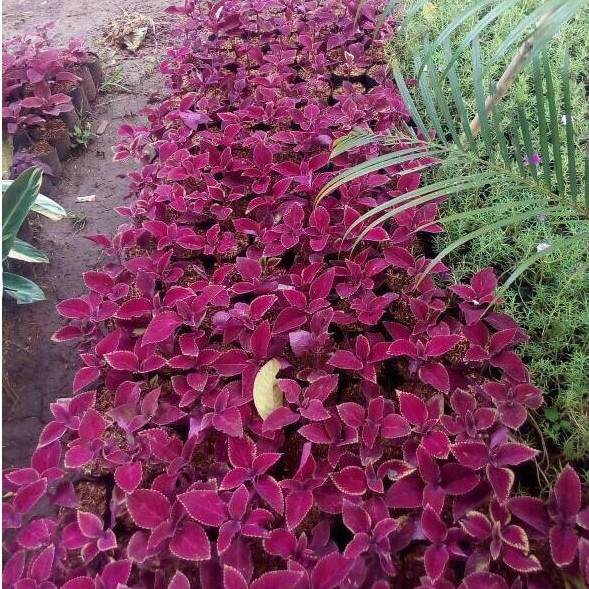 paket 10 tanaman hias bayam merah / miana daun merah