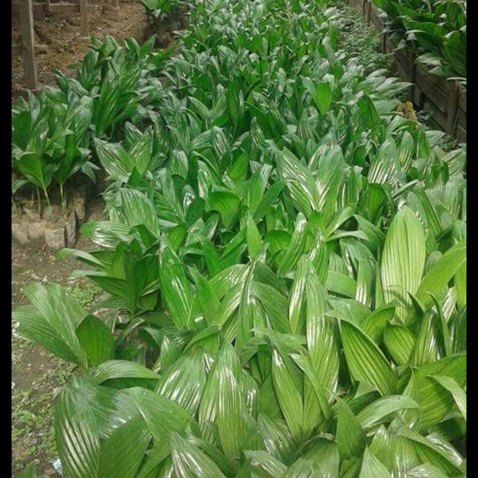 Bibit Pohon Pinang Thailand Pendek