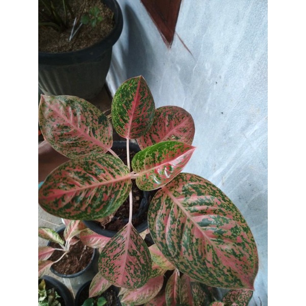 aglonema striptis mutasi