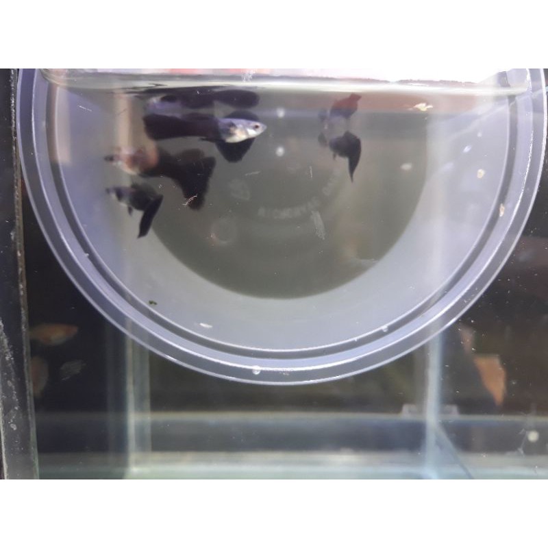 

Ikan guppy HB Blue