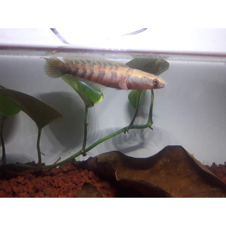 Promo Super Red Sampit 10 cm