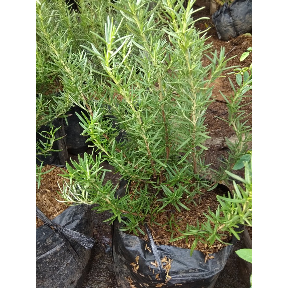 Tanaman rosemary rimbun/ polybag besar