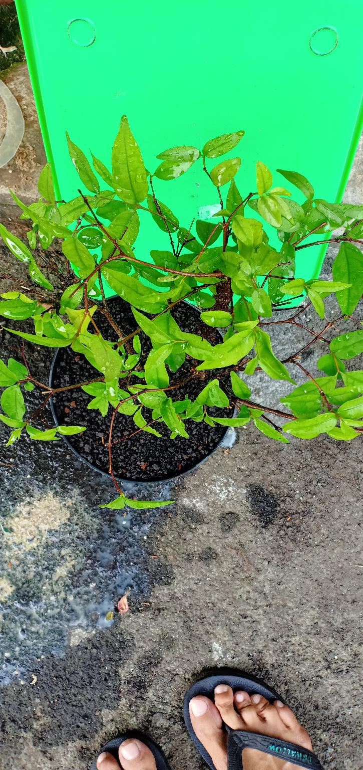 Bahan Bonsai Anting Putri A