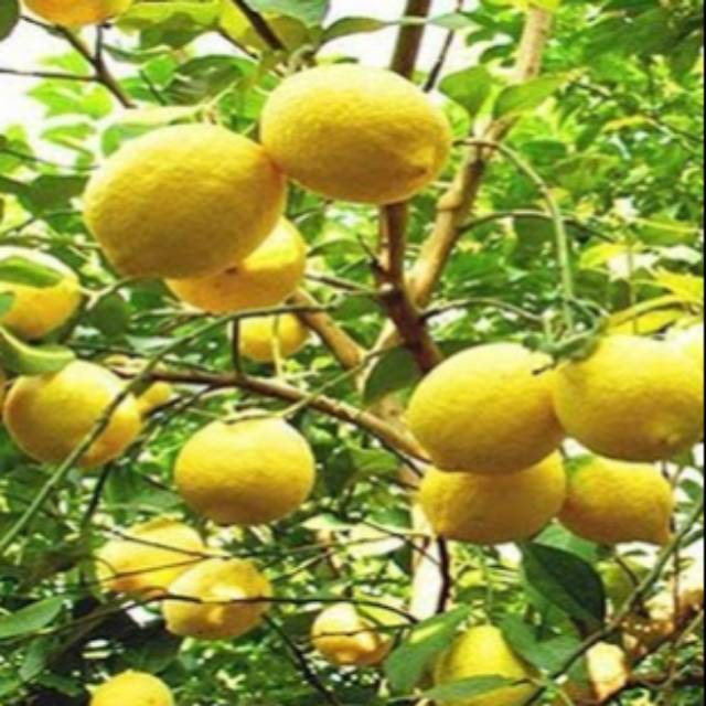 BENIH / BIJI / BIBIT JERUK LEMON (10)  Shopee Indonesia