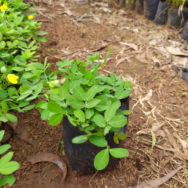 

Pohon Kacang Kacangan