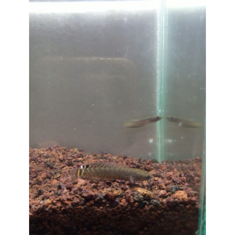 channa bleheri, chana bleheri, bleheri rainbow size 5-6cm