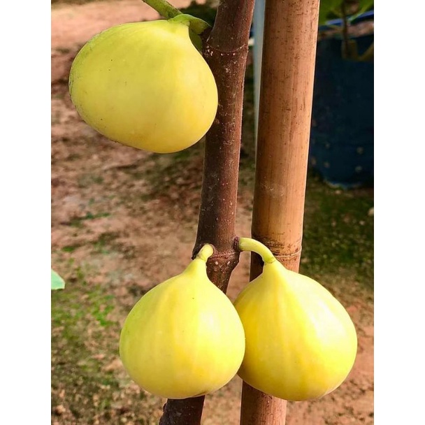 bibit buah tin LSU GOLD fresh cangkok,, buah tin kuning jumbo produktif