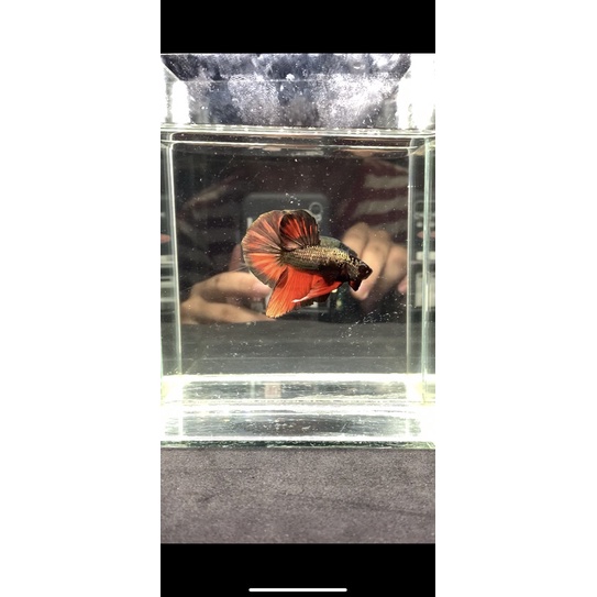 Ikan Cupang HMPK Red Cooper